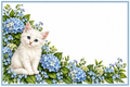 Chat blanc hortensias – plaque maison sur fond blanc sans numéro ni nom