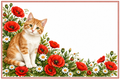 Chat roux coquelicots – plaque maison sur fond blanc sans numéro ni nom