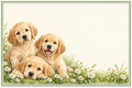 Chiots dorés et marguerites – plaque maison 15 × 10 cm sans texte, espace libre pour numéro et nom
