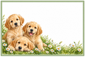 Plaque maison personnalisable – Chiots dorés et marguerites – 10 × 15 cm – fond blanc, sans numéro ni nom