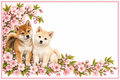 Shiba Inu et fleurs de cerisier – plaque maison sur fond blanc, sans numéro ni nom