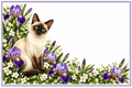 Siamois iris violets – plaque maison sur fond blanc sans numéro ni nom